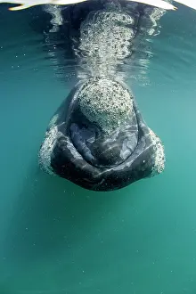 Wide: Southern right whale, Eubalaena australis, Conservation