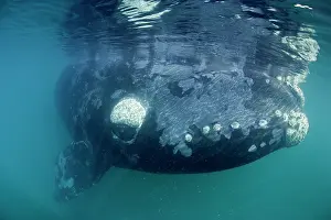 Unescos: Southern right whale, Eubalaena australis, Conservation