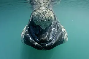 Unescos: Southern right whale, Eubalaena australis, Conservation