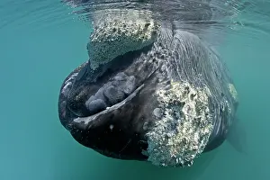 Unescos: Southern right whale, Eubalaena australis, Conservation