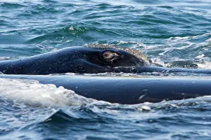 Eubalaena: Southern Right whale - eye, this whale is part