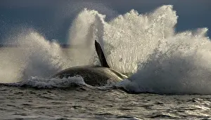 Breach: Southern Right Whale - Falling back in the sea