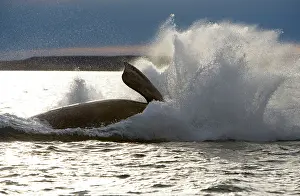 Breach: Southern Right Whale - Falling back in the sea