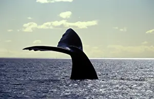 Fluke: Southern Right Whale - fluke