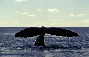 Fluke: Southern Right Whale flukes