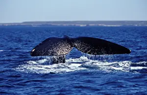 Fluke: Southern Right Whale flukes