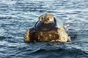 Callosities: Southern Right Whale - Head, close-up from the