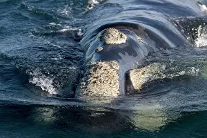 Callosities: Southern Right Whale - Head, close-up from front;
