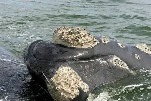 Callosities: Southern Right WHALE - head, close-up, showing