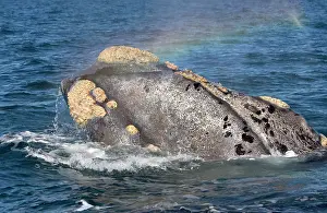 Callosities: Southern Right WHALE - Head, showing line of the