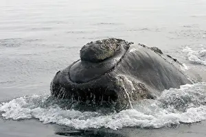 Callosities: Southern Right Whale - Head, showing line of the