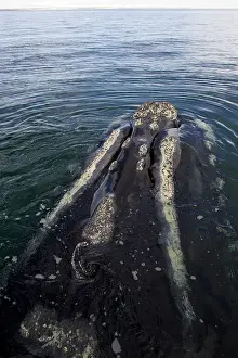 Callosities: Southern Right Whale - Head, viewed from above