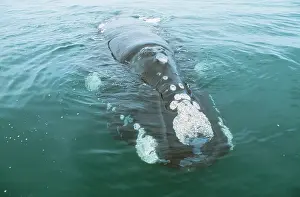 Barnacles: Southern Right Whale - head out of water