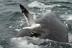 Dominicanus: Southern Right Whale - Kelp / Southern Black-backed