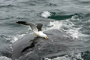 Dominicanus: Southern Right Whale - Kelp / Southern Black-backed