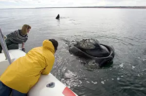 Motionless: Southern Right Whale - this large adult whale approached