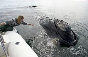 Motionless: Southern Right whale - this large adult whale approached