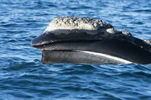 Filter: Southern Right Whale - lateral view of upper mandible