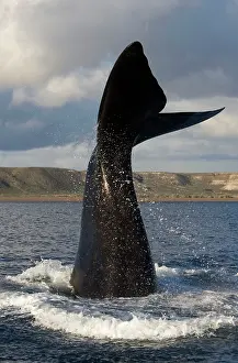 Slaps: Southern Right Whale - Lobtailing behavior: the