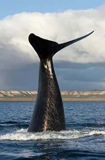 Slaps: Southern Right Whale - Lobtailing behavior: the