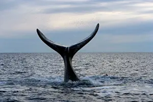 Slaps: Southern Right Whale - Lobtailing behavior: the