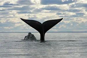 Fluke: Southern Right Whale - Lobtailing: the whale slaps