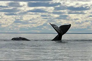 Fluke: Southern Right Whale - Lobtailing: the whale slaps