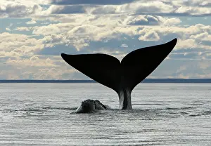 Fluke: Southern Right Whale - Lobtailing: the whale slaps