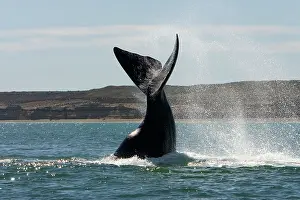 Fluke: Southern Right Whale - Lobtailing: the whale slaps
