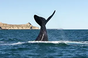 Fluke: Southern Right Whale - Lobtailing: the whale slaps
