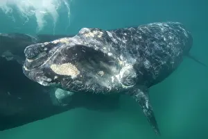 Note: Southern Right Whale - Mother (background) and