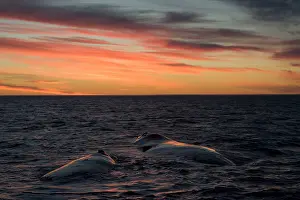 Eubalaena: Southern Right Whale - mother and calf resting