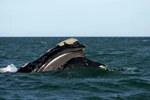 Plates: Southern Right Whale - Mouth open, showing baleen