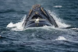 Victims: Southern Right Whale - Southern Black-backed /