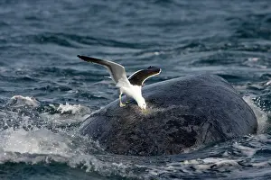 Victims: Southern Right Whale - Southern Black-backed /