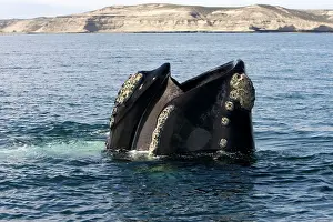 Hangs: Southern Right Whale - Standing vertically in the