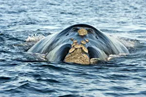 Eubalaena: Southern Right whale - at the surface, approaching boat