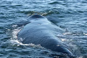 Scars: Southern Right Whale, swimming