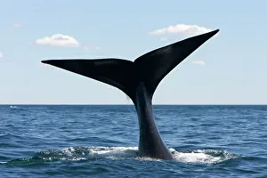 Fluke: Southern Right Whale - tail