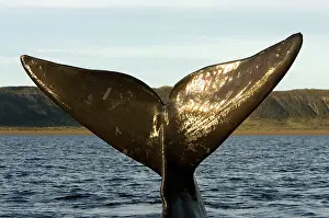 Fluke: Southern Right Whale - tail