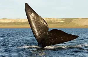 Fluke: Southern Right whale - tail