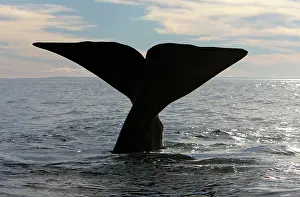 Fluke: Southern Right Whale - tail