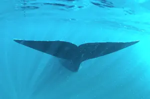 Patagonia: Southern Right Whale - tail