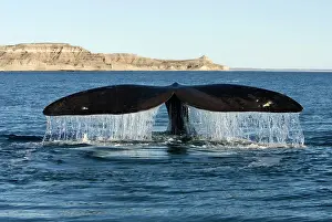Fluke: Southern Right Whale - tail fluke