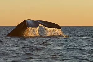 Flukes: Southern Right WHALE - Tail fluke, at sunset
