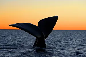 Fluke: Southern Right Whale - Tail fluke, at sunset