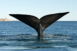 Flukes: Southern Right Whale - tail flukes