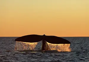 Fluke: Southern Right Whale - Tail flukes, at sunset