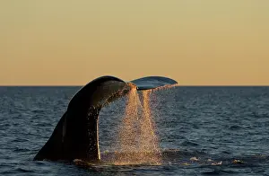 Fluke: Southern Right Whale - Tail flukes, at sunset