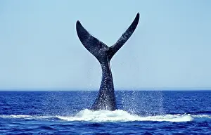 Fluke: Southern Right Whale - Tail lobbing
